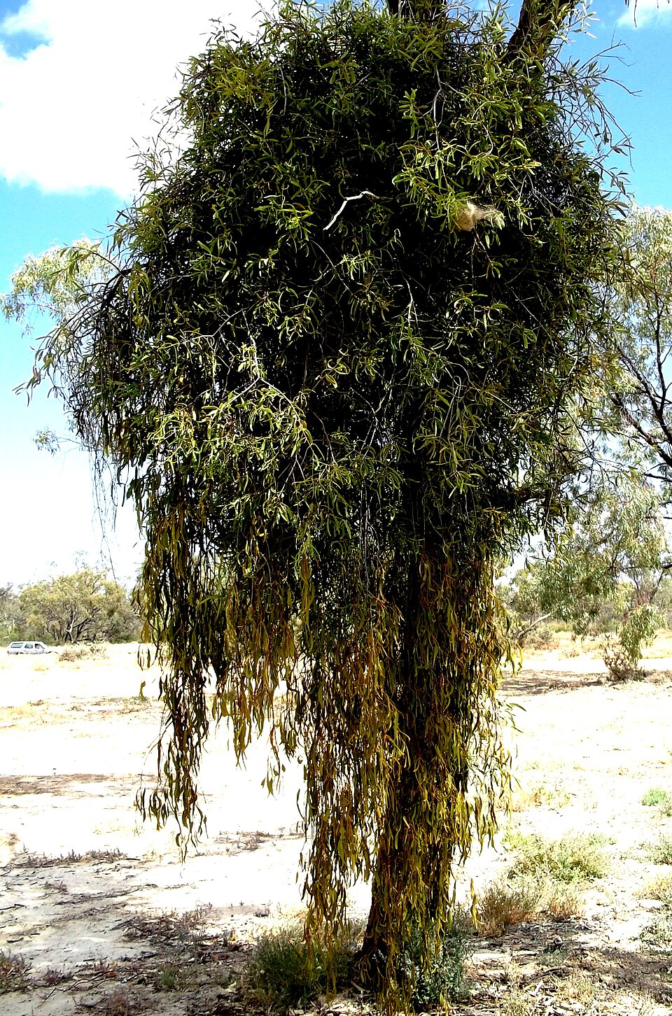 Lysiana exocarpi (Harlequin Mistletoe) (alternate view 6)