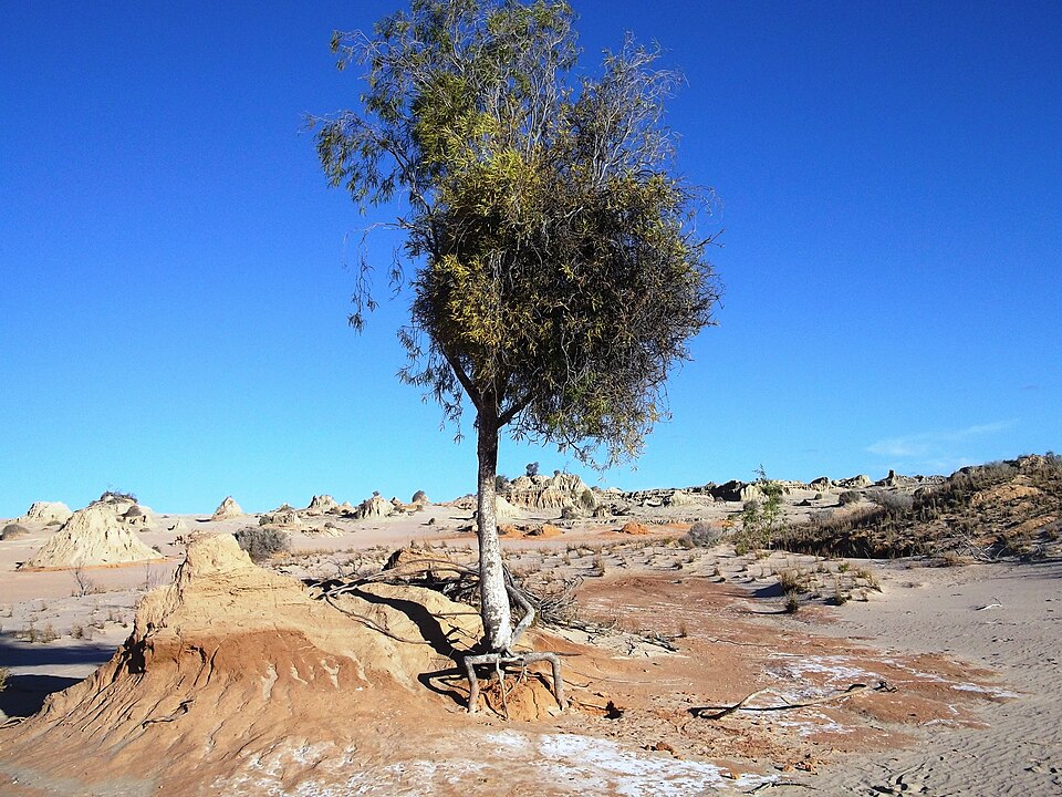 Lysiana exocarpi (Harlequin Mistletoe) (alternate view 7)
