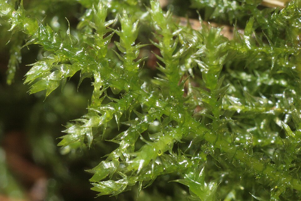 Kindbergia praelonga (Common Feather-moss)