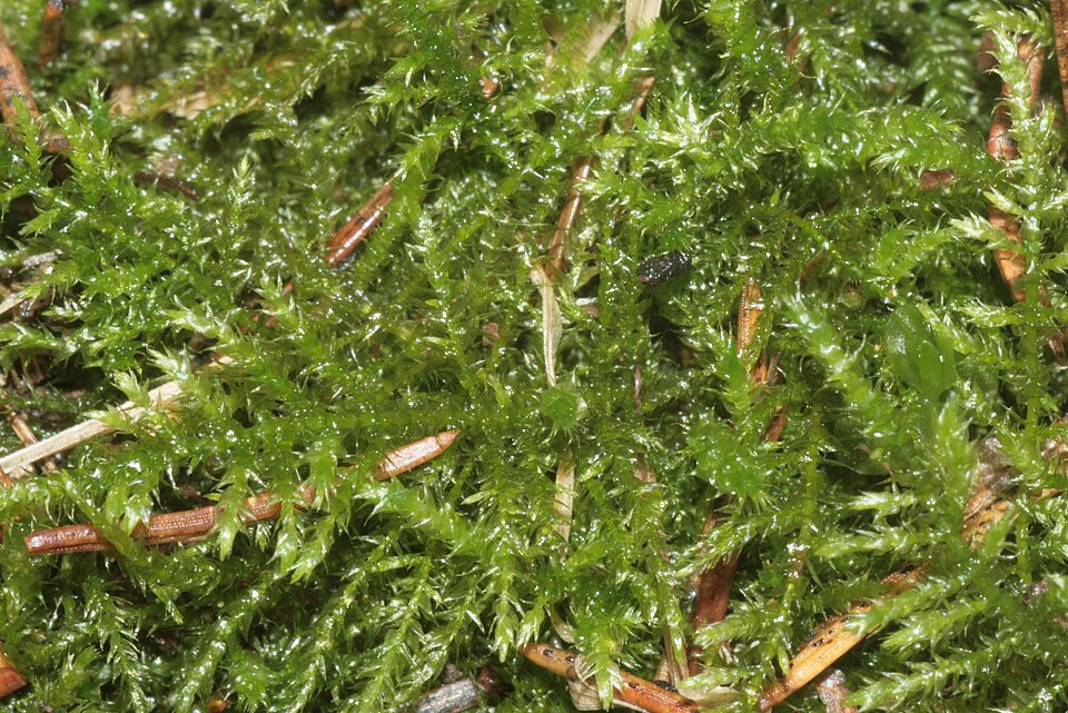 Kindbergia praelonga (Common Feather-moss)