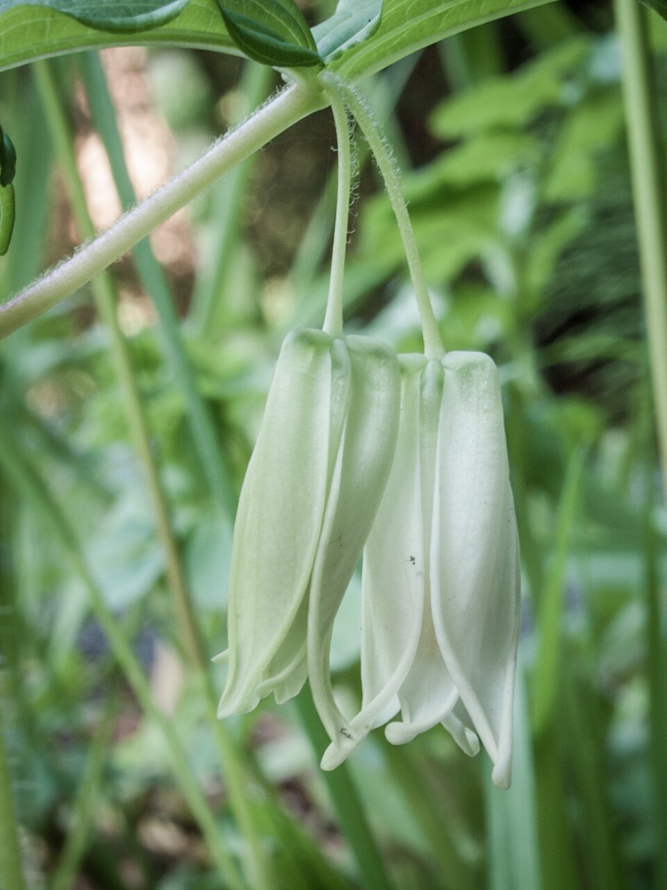 Prosartes smithii (Largeflower Fairybells) (alternate view 9)