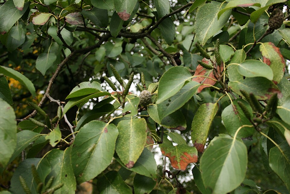 Alnus cordata (Italian alder)