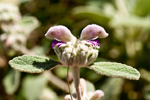 Phlomis italica (alternate view 12)