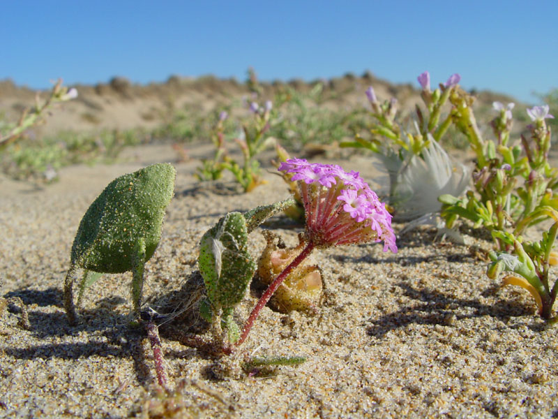 Abronia umbellata (Pink Sand Verbena) (alternate view 6)