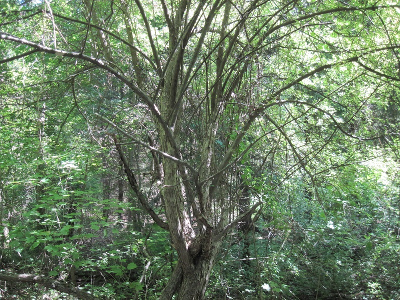 Malus coronaria, Sweet crabapple — spreading deciduous (Rosaceae) (image 3 of 10)