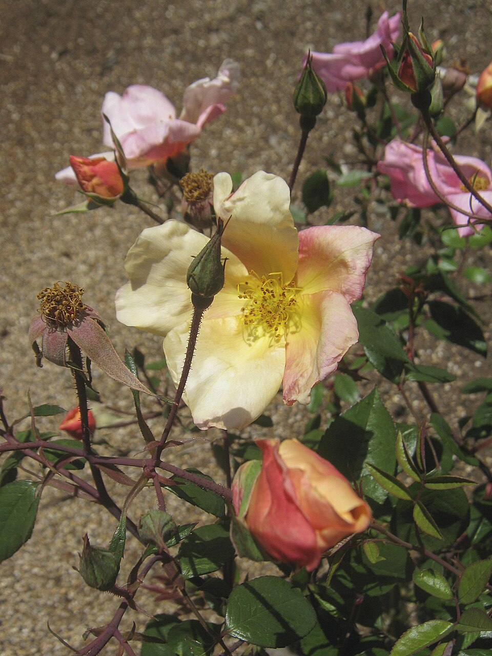 Rosa odorata 'Mutabilis' (Mutabilis Rose) (alternate view 2)
