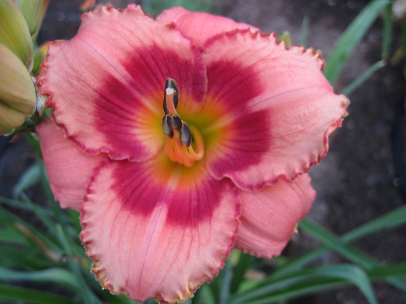 Hemerocallis 'Strawberry Candy' (Strawberry Candy Daylily) (alternate view 2)