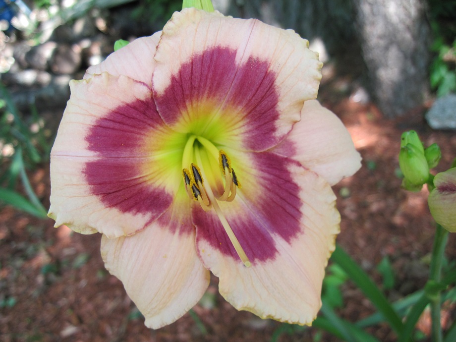 Hemerocallis 'Wineberry Candy' (Wineberry Candy Jumbo Daylily)