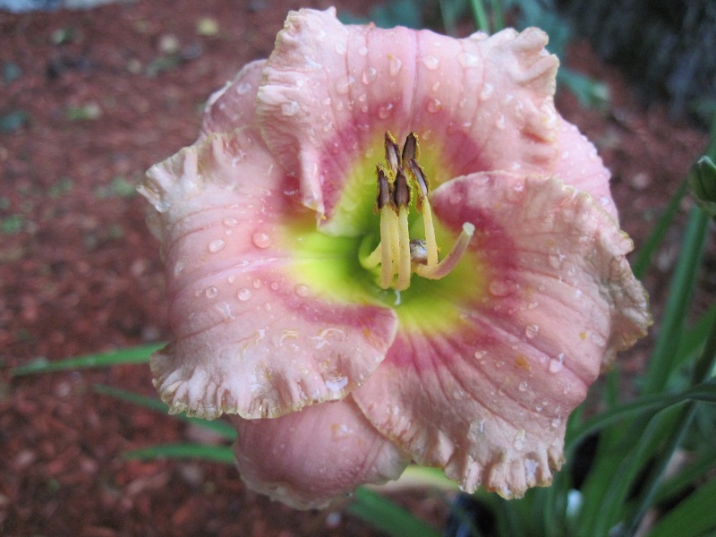 Hemerocallis 'Elegant Candy' (Elegant Candy Daylily) (alternate view 2)