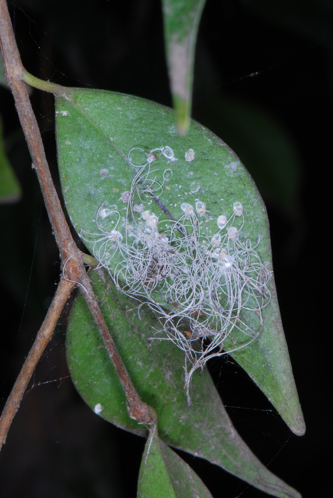 Syzygium luehmannii, Riberry — upright evergreen (Myrtaceae) (image 1 of 10)