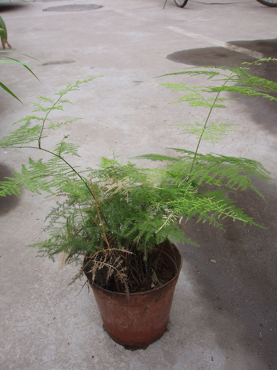 Asparagus setaceus (Asparagus Plumosa Fern) (alternate view 7)