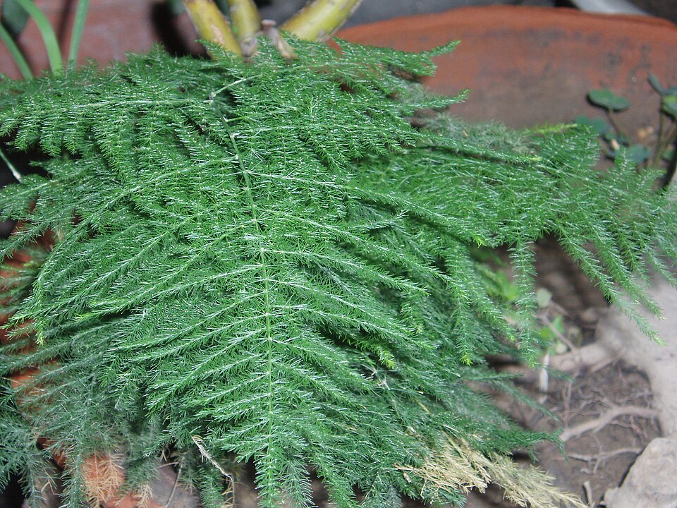 Asparagus setaceus (Asparagus Plumosa Fern) (alternate view 8)