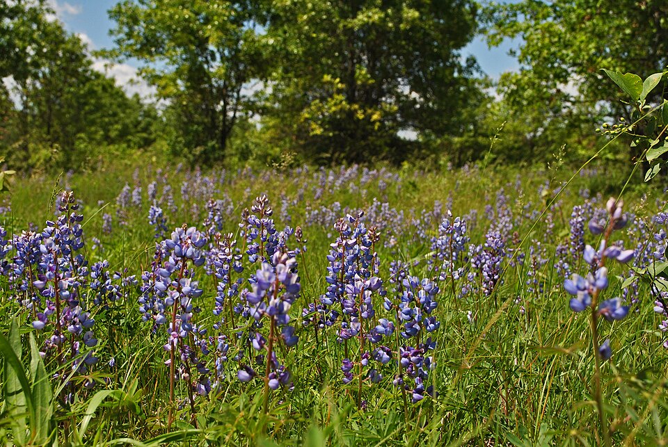 Lupinus perennis (Sundial Lupine) (alternate view 6)