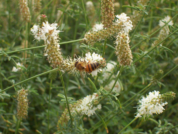 Dalea candida (white prairie clover) (alternate view 5)
