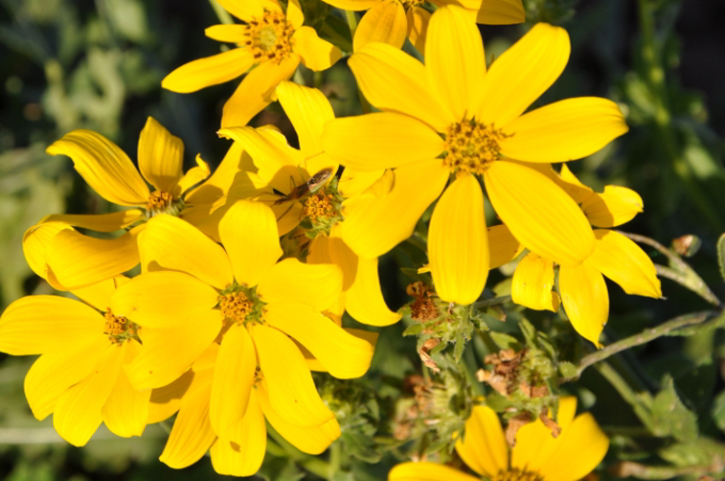 Engelmannia peristenia (Engelmann daisy) (alternate view 4)