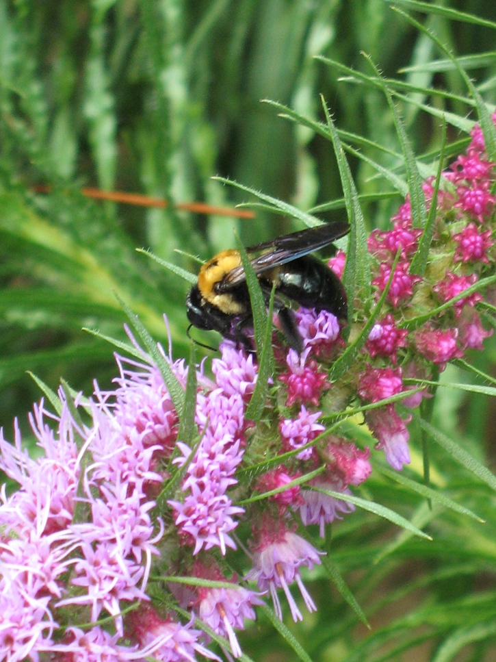 Liatris pycnostachya (prairie blazing star) (alternate view 2)