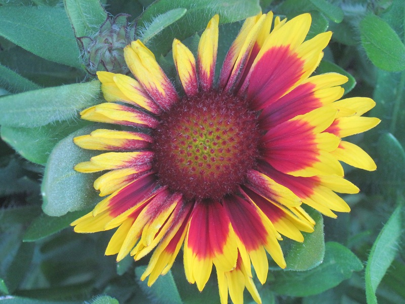 Gaillardia x grandiflora 'Arizona Sun' (Arizona Sun Gaillardia) (alternate view 2)