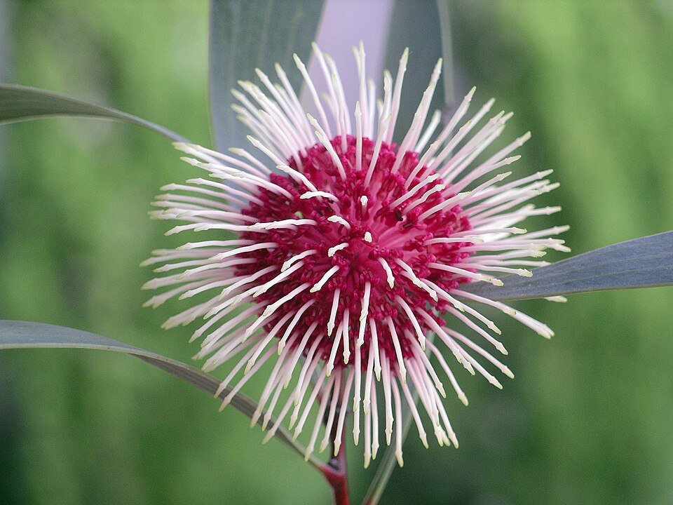 Hakea laurina (Pincushion hakea) (alternate view 6)