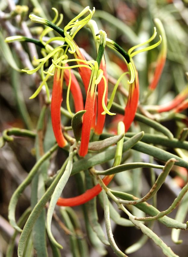 Lysiana exocarpi (Harlequin Mistletoe) (alternate view 8)