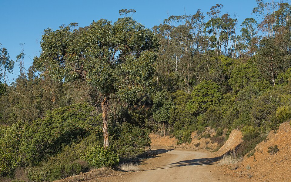 Eucalyptus gunnii (Silver Drop Eucalyptus) (alternate view 12)