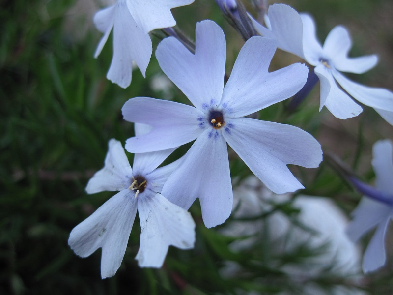 Phlox subulata 'Emerald Blue' (Emerald Blue Creeping Phlox)