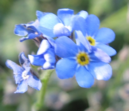 Myosotis sylvatica 'Bluesylva' (Bluesylva Forget-Me-Not) (alternate view 2)