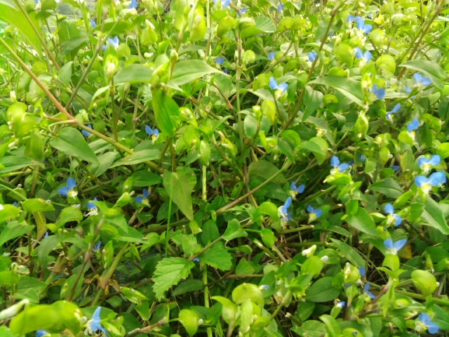 Commelina communis (Asiatic dayflower)