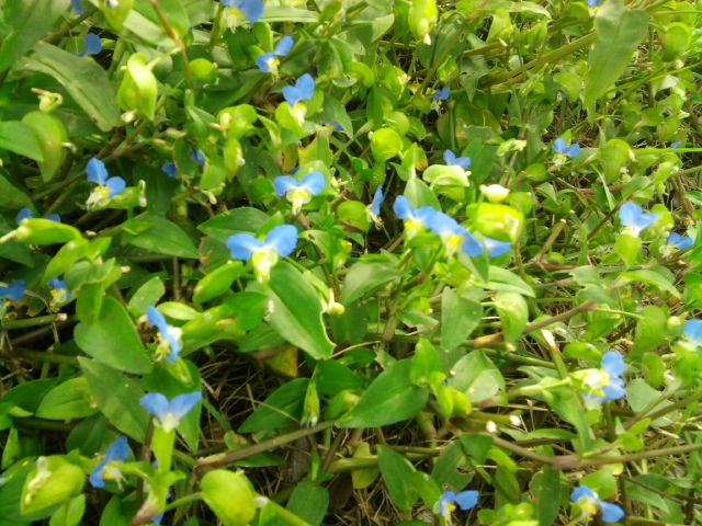 Commelina communis (Asiatic dayflower)