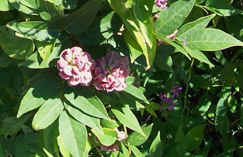Apios americana (American groundnut) (alternate view 2)