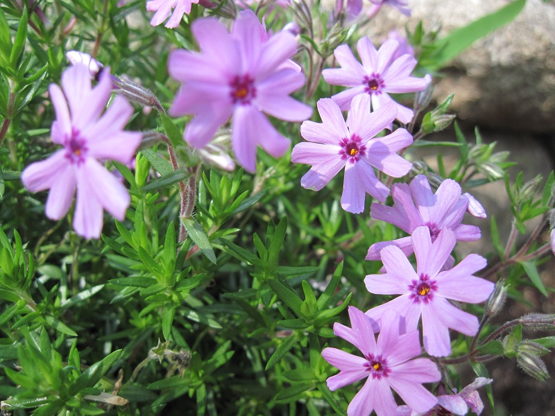 Phlox subulata 'Fort Hill' (Fort Hill Creeping Phlox)