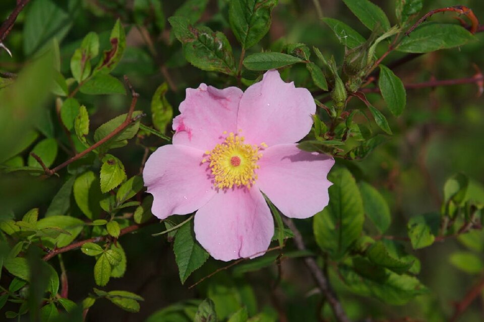 Rosa palustris (swamp rose) (alternate view 6)