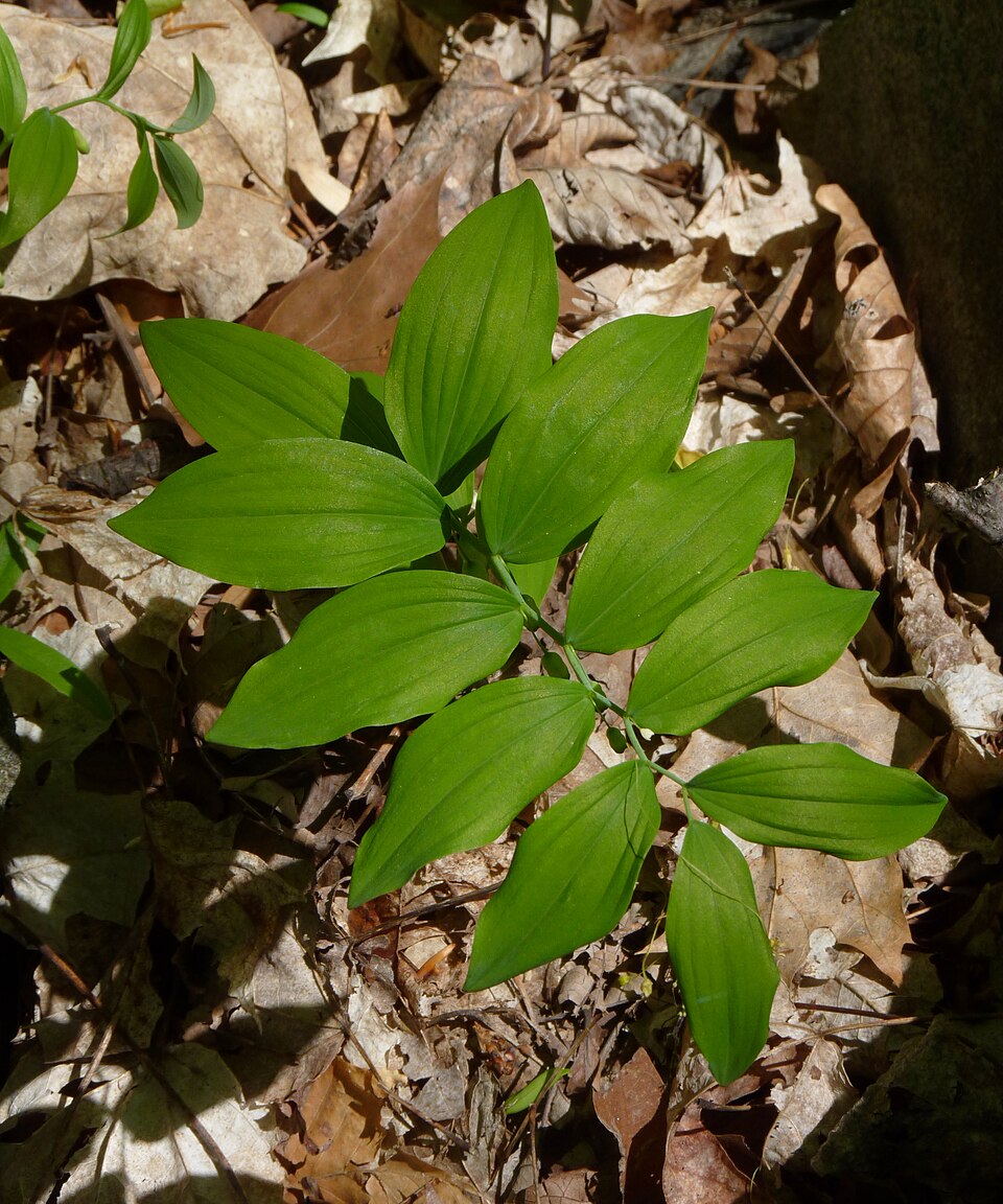 Polygonatum biflorum (Solomons Seal) (alternate view 7)