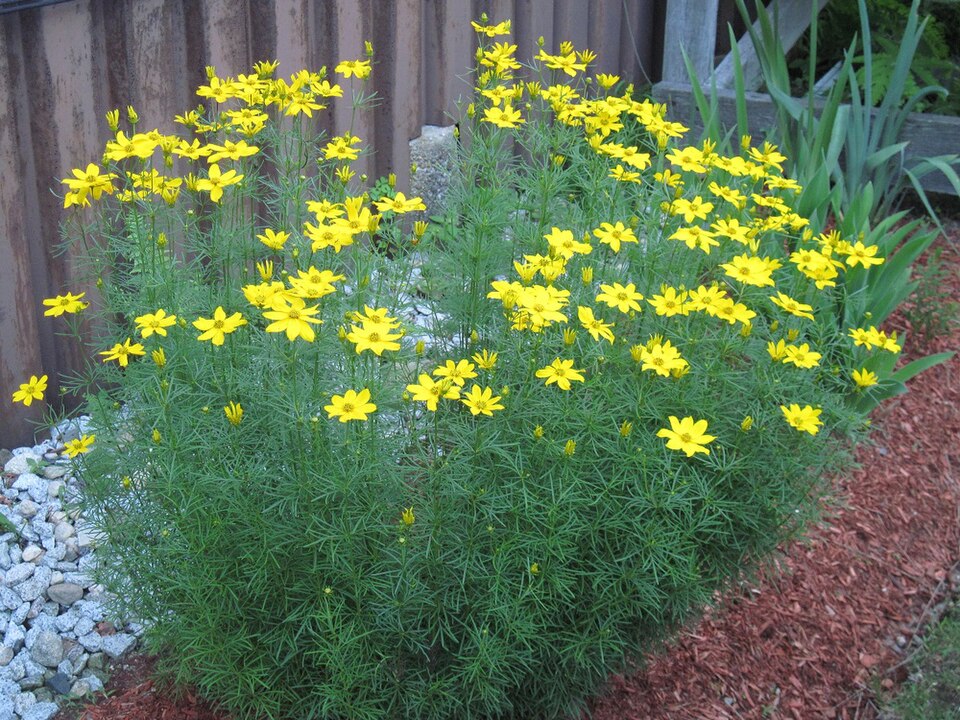 Coreopsis verticillata 'Grandiflora' (Large-flowered Tickseed)