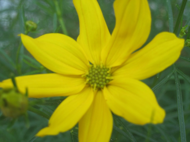 Coreopsis verticillata 'Grandiflora' (Large-flowered Tickseed) (alternate view 2)