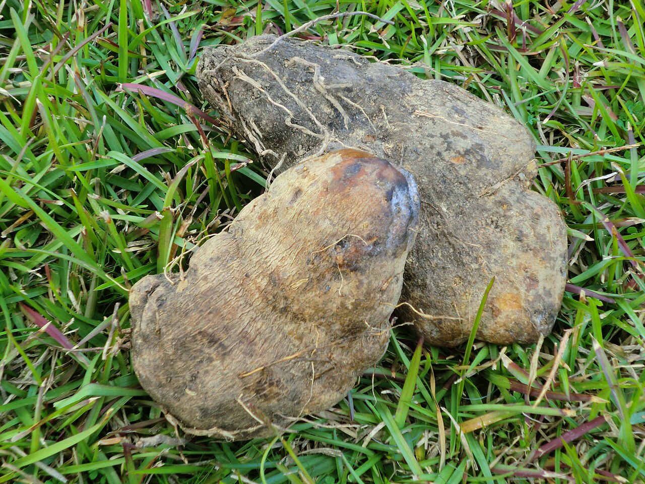 Ipomoea batatas, Sweet potato — trailing deciduous (Convolvulaceae) (image 7 of 9)