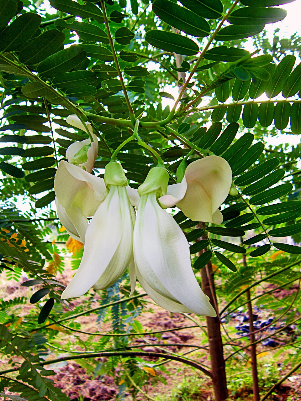 Sesbania grandiflora (Hummingbird Tree) (alternate view 6)