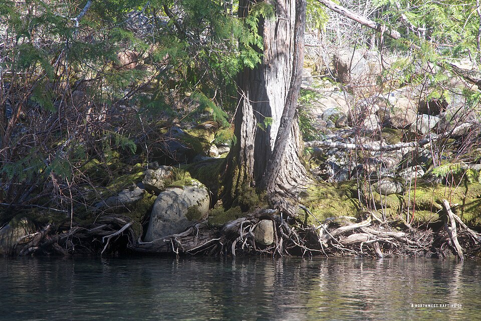 Chamaecyparis lawsoniana (Lawson Cypress) (alternate view 9)