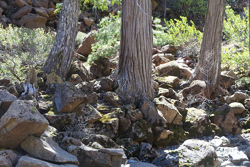 Chamaecyparis lawsoniana (Lawson Cypress) (alternate view 10)