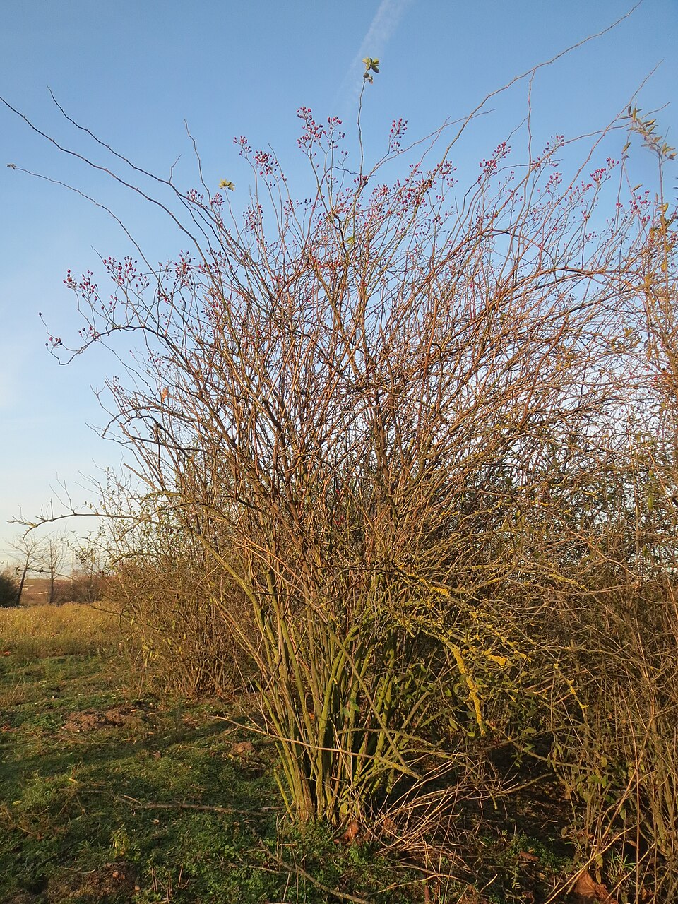 Rosa multiflora (multiflora rose)