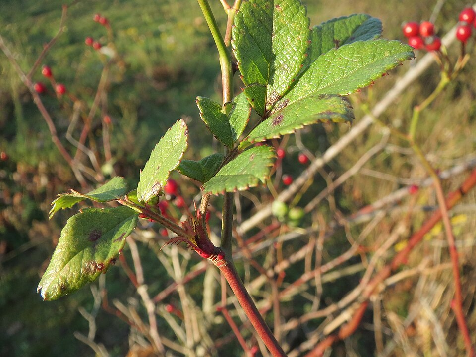 Rosa multiflora (multiflora rose)