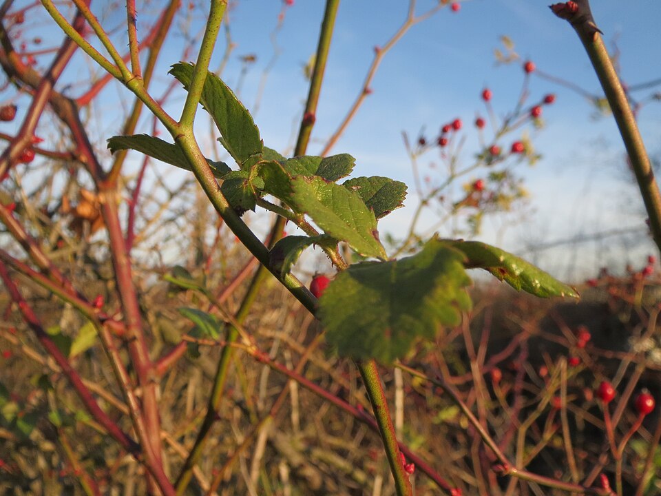 Rosa multiflora (multiflora rose)