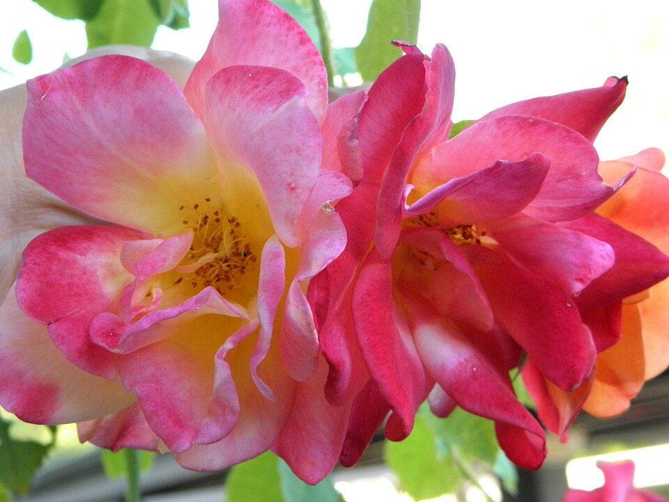 Rosa 'Joseph's Coat' (Joseph's Coat Rose) (alternate view 2)