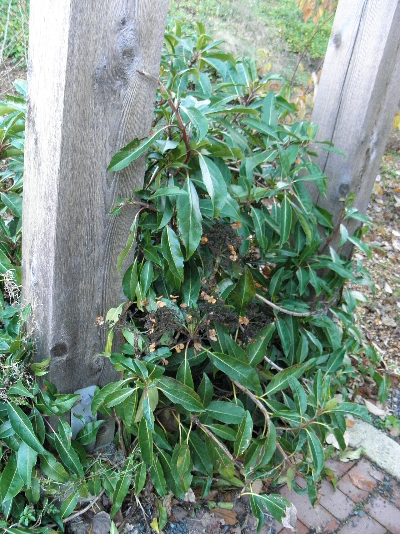 Hydrangea integrifolia (evergreen climbing hydrangea)