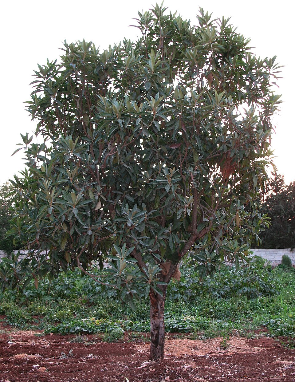 Eriobotrya japonica (Loquat) (alternate view 5)