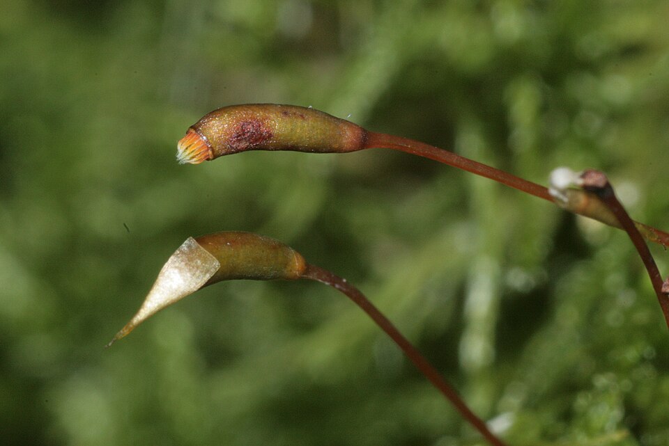 Thuidium delicatulum (delicate fern moss) (alternate view 2)