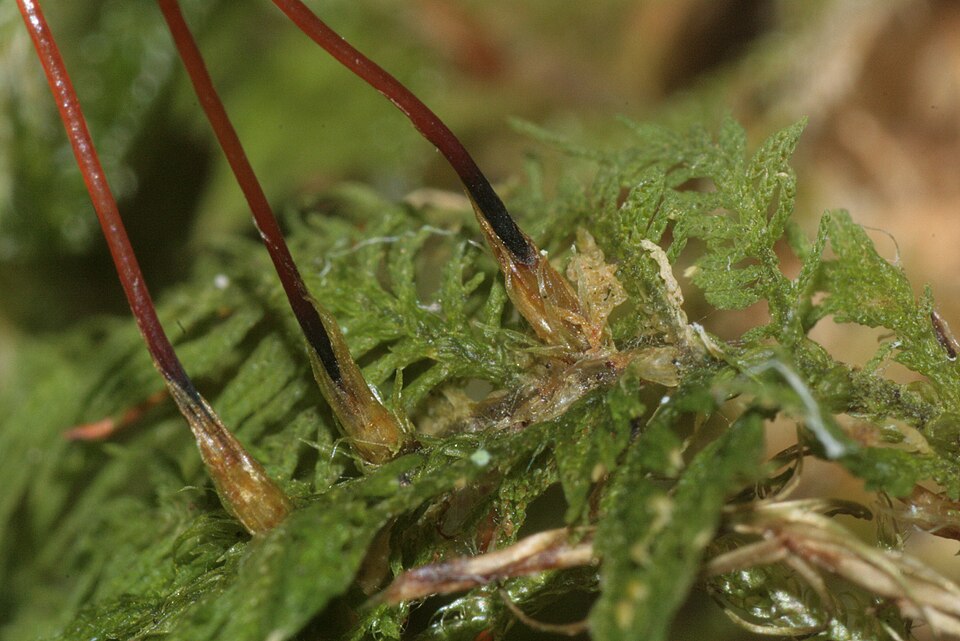 Thuidium delicatulum (delicate fern moss) (alternate view 3)