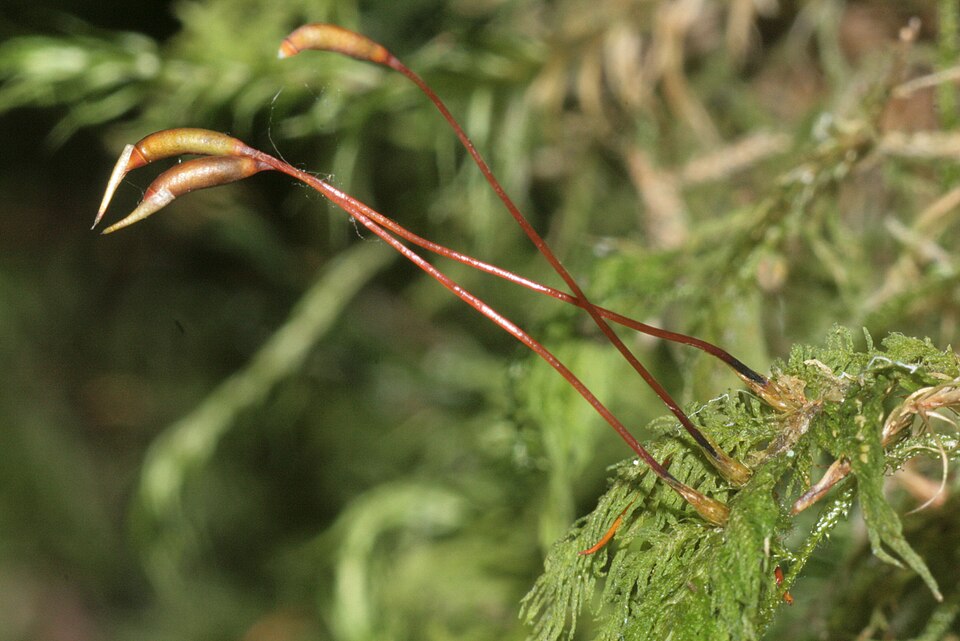 Thuidium delicatulum (delicate fern moss) (alternate view 4)