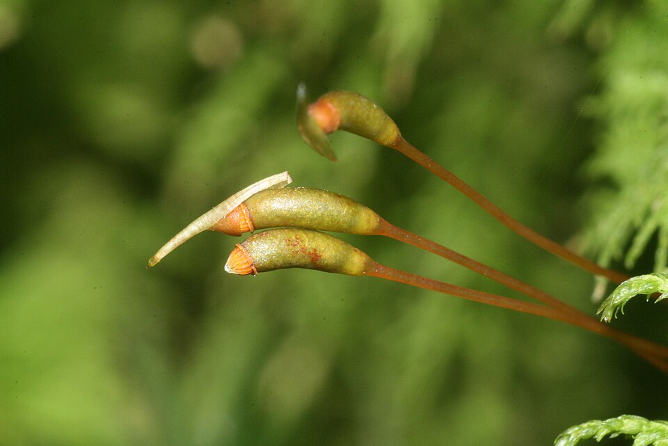 Thuidium delicatulum (delicate fern moss) (alternate view 5)