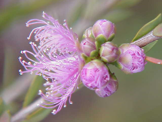 Melaleuca thymifolia (thyme honey-myrtle) (alternate view 6)