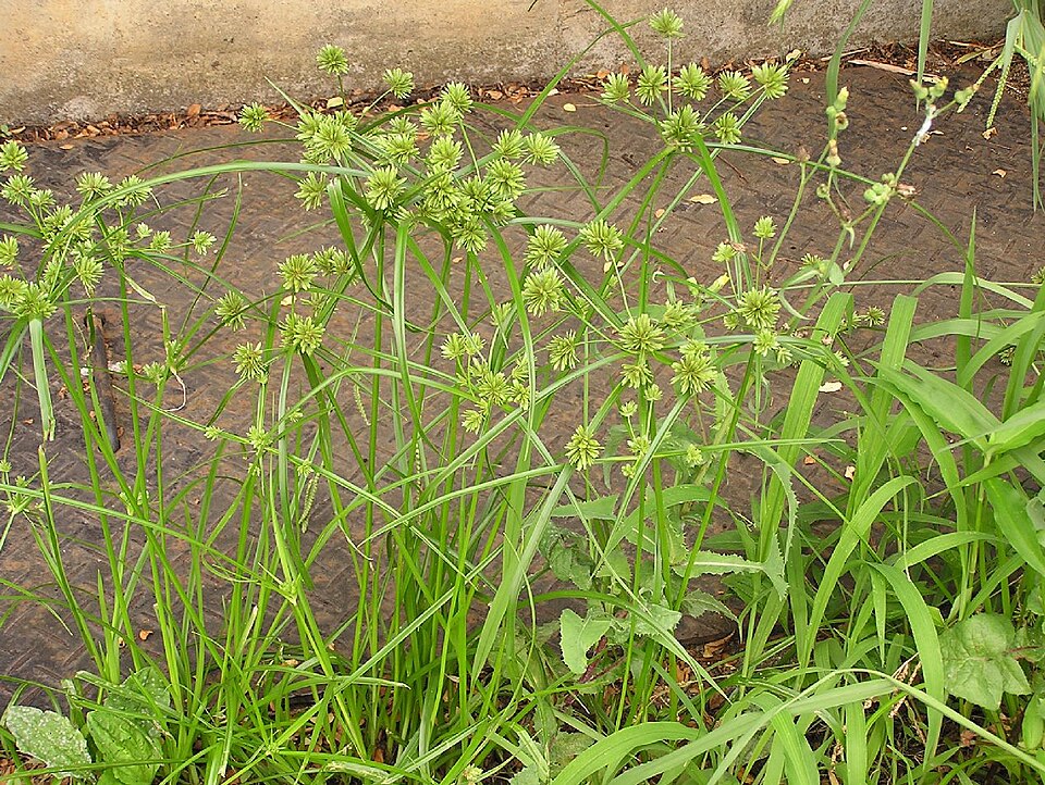 Cyperus eragrostis (tall flatsedge)